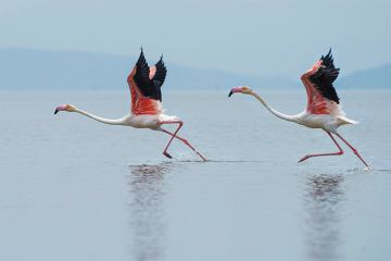 Our Flamingo colony is visiting! - Salinas de Torrevieja